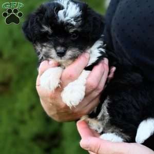 Ziggy, Mini Aussiedoodle Puppy