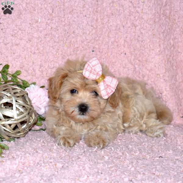 Dahlia, Maltipoo Puppy
