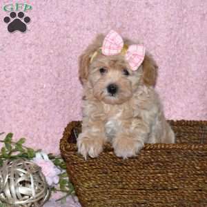 Dahlia, Maltipoo Puppy
