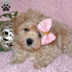 Dahlia, Maltipoo Puppy
