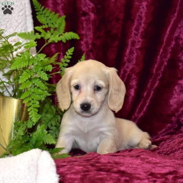 Daisy, Dachshund Puppy