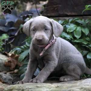 Daisy, Silver Labrador Retriever Puppy
