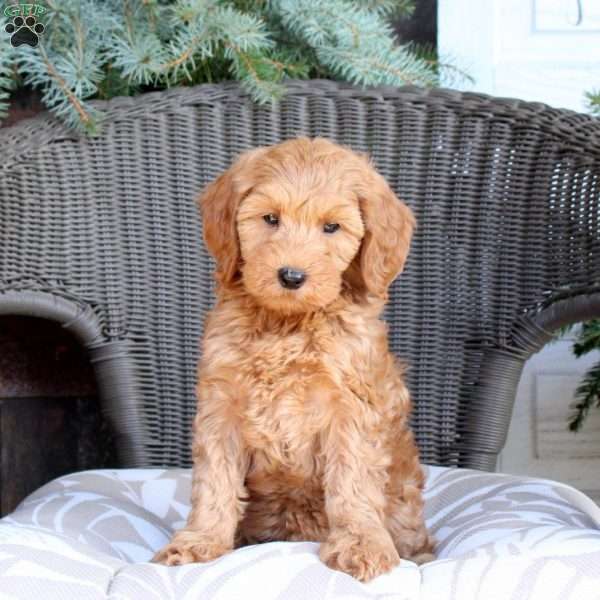 Daisy, Mini Goldendoodle Puppy