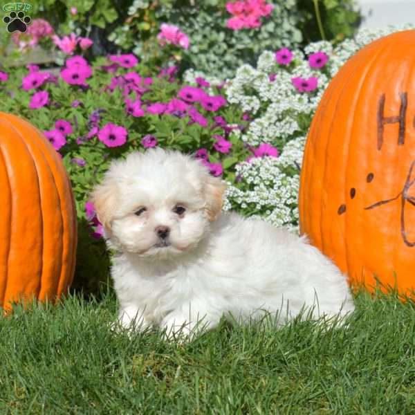 Daisy, Teddy Bear Puppy
