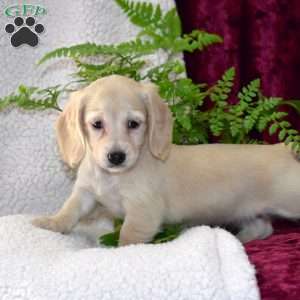 Daisy, Dachshund Puppy