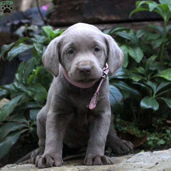 Daisy, Silver Labrador Retriever Puppy