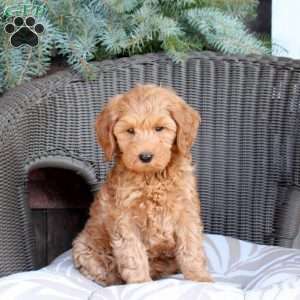 Daisy, Mini Goldendoodle Puppy