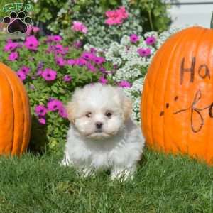 Daisy, Teddy Bear Puppy