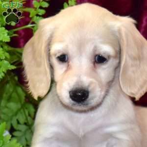 Daisy, Dachshund Puppy