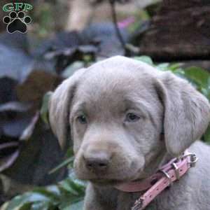 Daisy, Silver Labrador Retriever Puppy