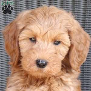 Daisy, Mini Goldendoodle Puppy