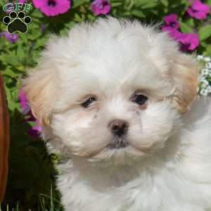 Daisy, Teddy Bear Puppy