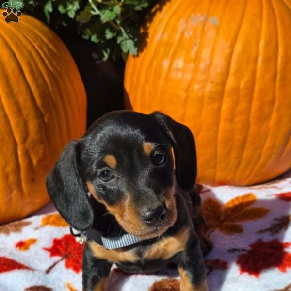Daisy, Dachshund Puppy
