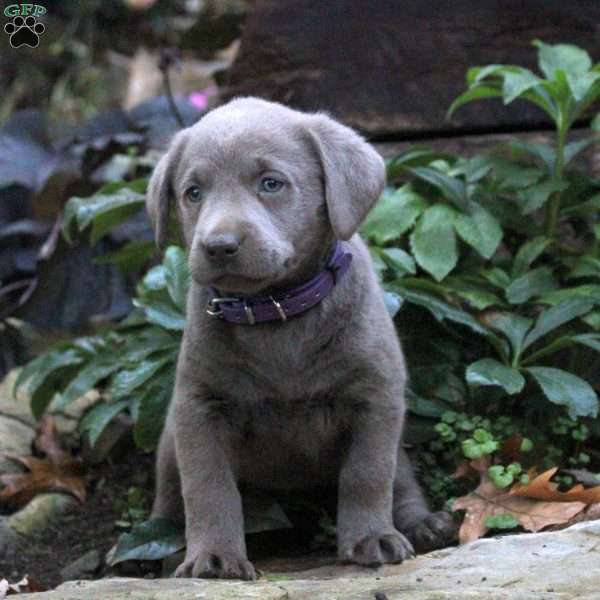 Dakota, Silver Labrador Retriever Puppy