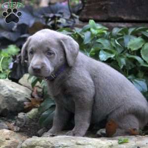 Dakota, Silver Labrador Retriever Puppy