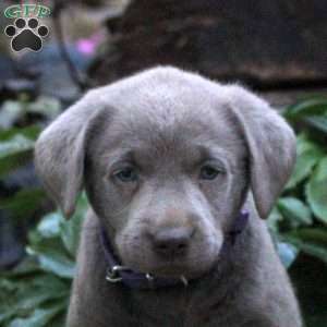 Dakota, Silver Labrador Retriever Puppy
