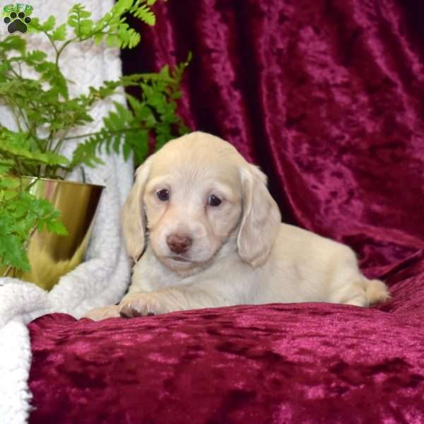 Dale, Dachshund Puppy
