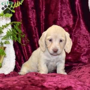 Dale, Dachshund Puppy