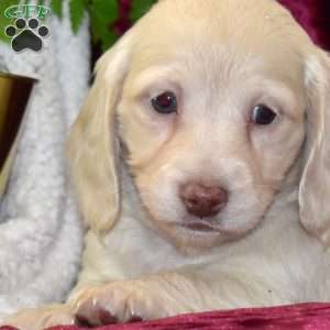 Dale, Dachshund Puppy
