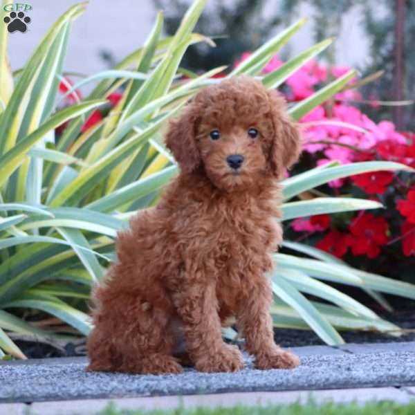 Dallas, Miniature Poodle Puppy