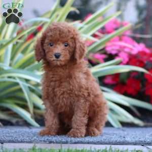 Dallas, Miniature Poodle Puppy