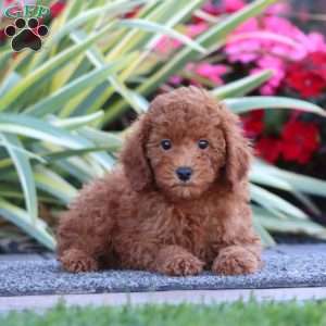 Dallas, Miniature Poodle Puppy