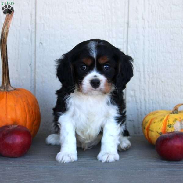 Dallas, Cavalier King Charles Spaniel Puppy