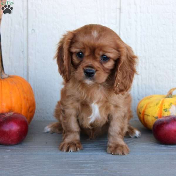 Dalton, Cavalier King Charles Spaniel Puppy