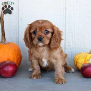 Dalton, Cavalier King Charles Spaniel Puppy