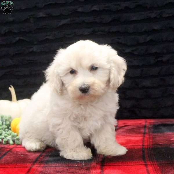 Damian, Maltipoo Puppy