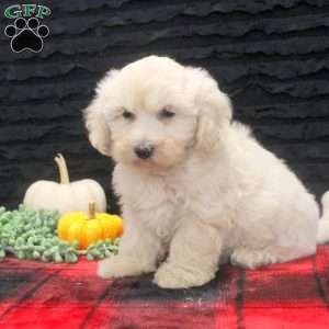 Damian, Maltipoo Puppy