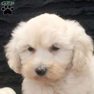 Damian, Maltipoo Puppy