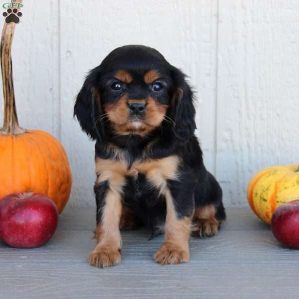 Dan, Cavalier King Charles Spaniel Puppy