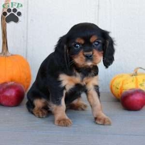 Dan, Cavalier King Charles Spaniel Puppy