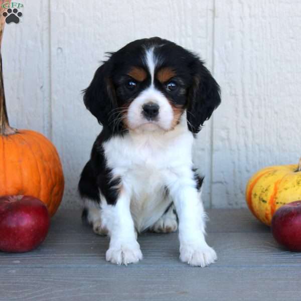 Dana, Cavalier King Charles Spaniel Puppy