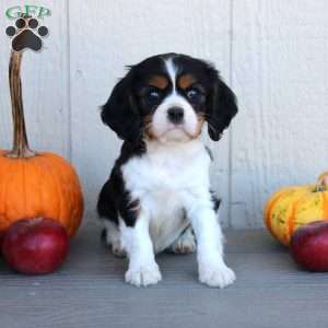 Dana, Cavalier King Charles Spaniel Puppy