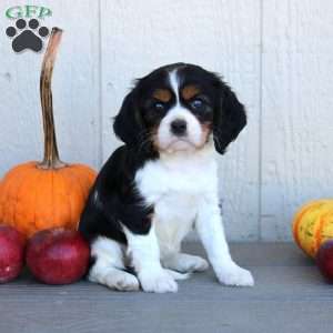 Dana, Cavalier King Charles Spaniel Puppy