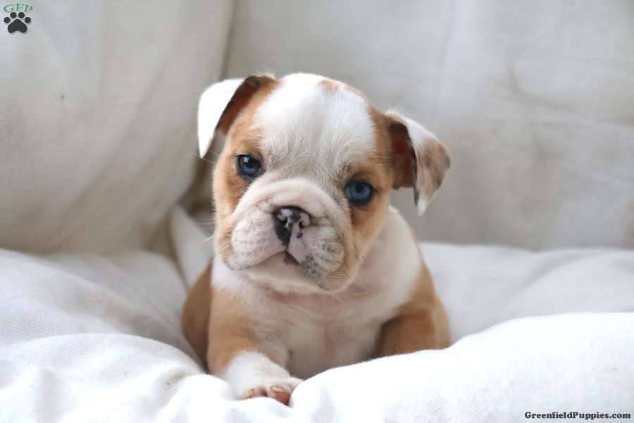 Dante (Bulldog, Male) in Sugarcreek, OH