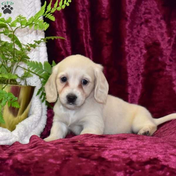 Daphne, Dachshund Puppy