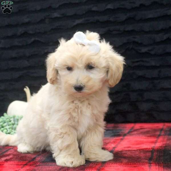 Daphne, Maltipoo Puppy