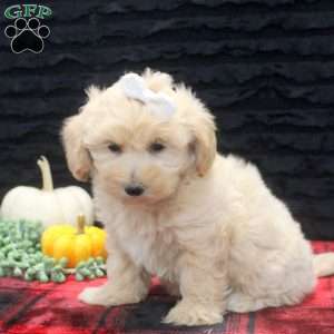 Daphne, Maltipoo Puppy