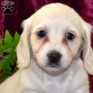Daphne, Dachshund Puppy