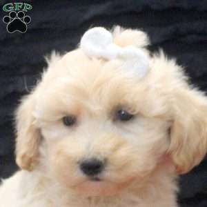 Daphne, Maltipoo Puppy