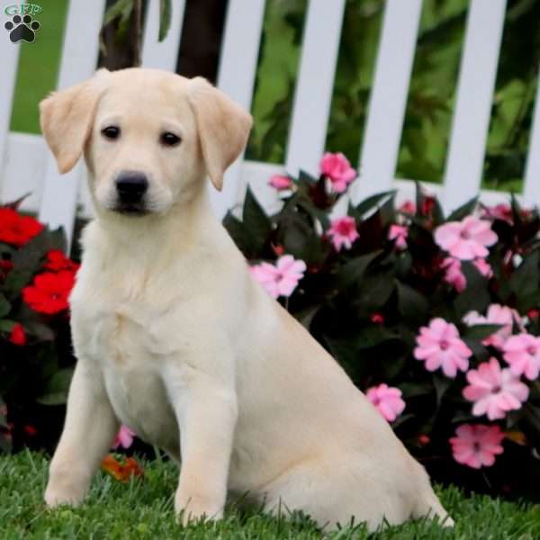 Darla, Black Labrador Retriever Puppy