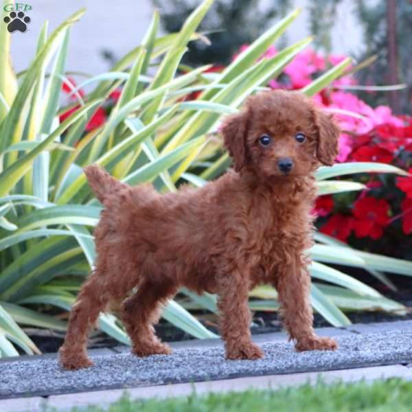 Darla, Miniature Poodle Puppy