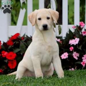 Darla, Black Labrador Retriever Puppy