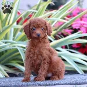 Darla, Miniature Poodle Puppy