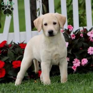 Darla, Black Labrador Retriever Puppy
