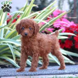 Darla, Miniature Poodle Puppy