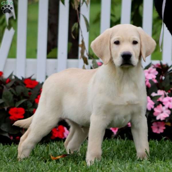Daryl, Yellow Labrador Retriever Puppy